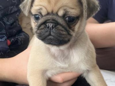 Beautiful female Pug puppies in Carlow €675