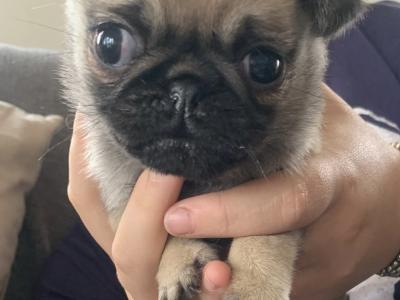 Beautiful female Pug puppies in Carlow €675