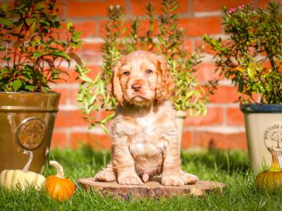 IKC Registered(pending) Working Cocker Spaniel puppies for sale in Tyrone