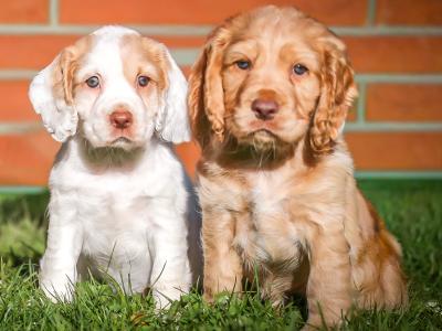 IKC Registered(pending) Working Cocker Spaniel puppies for sale in Tyrone
