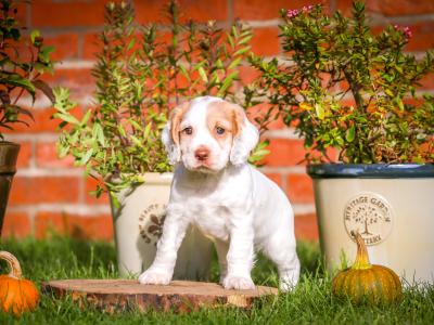IKC Registered(pending) Working Cocker Spaniel puppies for sale in Tyrone