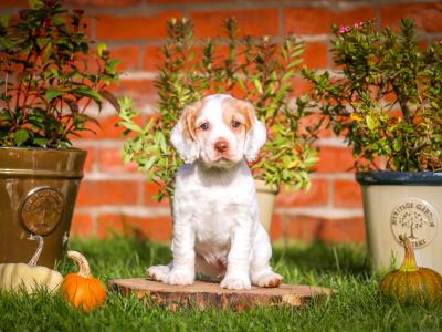IKC Registered(pending) Working Cocker Spaniel puppies for sale in Tyrone