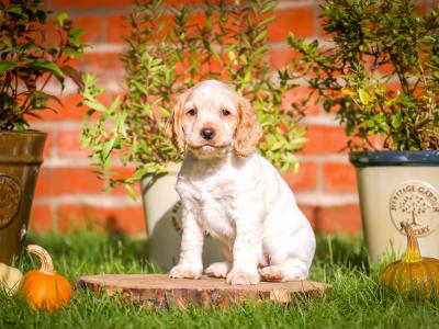 IKC Registered(pending) Working Cocker Spaniel puppies for sale in Tyrone