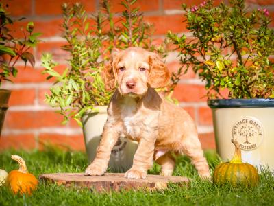 IKC Registered(pending) Working Cocker Spaniel puppies for sale in Tyrone