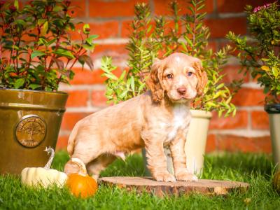 IKC Registered(pending) Working Cocker Spaniel puppies for sale in Tyrone