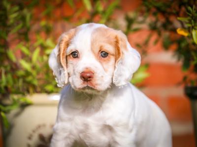 IKC Registered(pending) Working Cocker Spaniel puppies for sale in Tyrone