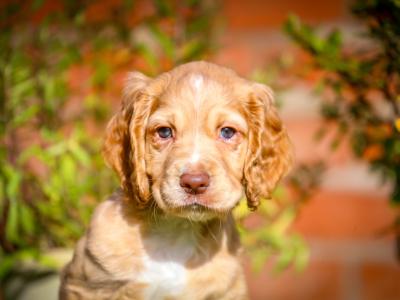 IKC Registered(pending) Working Cocker Spaniel puppies for sale in Tyrone