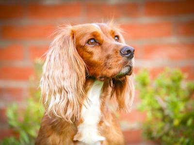 IKC Registered(pending) Working Cocker Spaniel puppies for sale in Tyrone