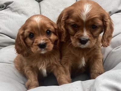 Cavalier Kc No Murmurs