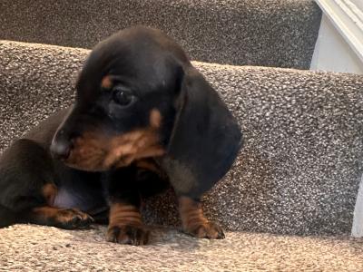 Beautiful Dachshund puppies male and female in Dublin