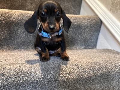 Beautiful Dachshund puppies male and female in Dublin