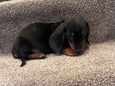 Beautiful Dachshund puppies male and female in Dublin