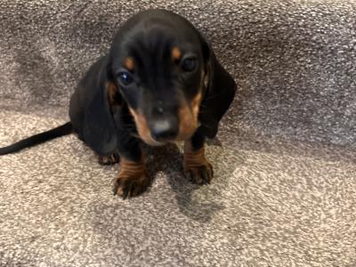 Beautiful Dachshund puppies male and female in Dublin