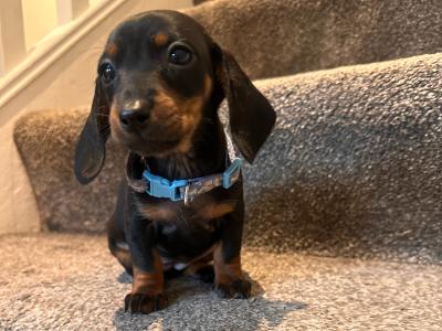 Beautiful Dachshund puppies male and female in Dublin