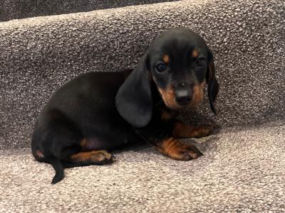 Beautiful Dachshund puppies male and female in Dublin