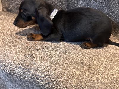 Beautiful Dachshund puppies male and female in Dublin