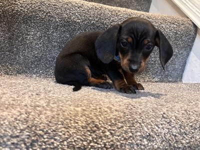 Beautiful Dachshund puppies male and female in Dublin