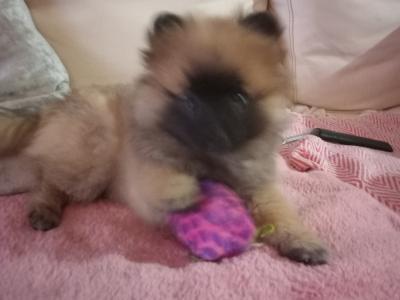 Purebred Pomeranian puppies in Wexford