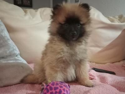 Purebred Pomeranian puppies in Wexford