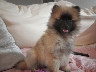 Purebred Pomeranian puppies in Wexford