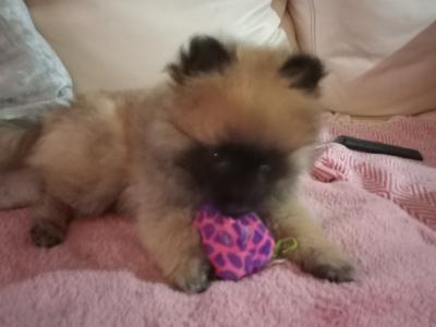 Purebred Pomeranian puppies in Wexford