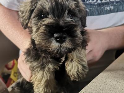 ❤️ IKC Registered (pending) Miniature Schnauzer puppies (pedigree) for sale in Mayo