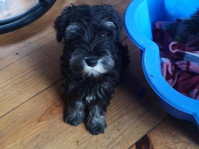 ❤️ IKC Registered (pending) Miniature Schnauzer puppies (pedigree) for sale in Mayo