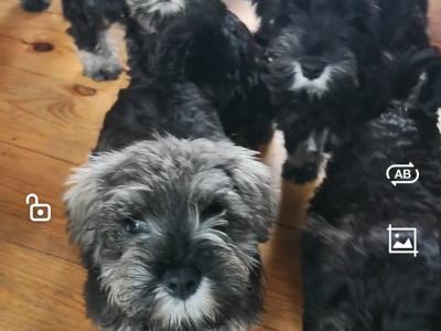 ❤️ IKC Registered (pending) Miniature Schnauzer puppies (pedigree) for sale in Mayo
