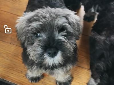 ❤️ IKC Registered (pending) Miniature Schnauzer puppies (pedigree) for sale in Mayo