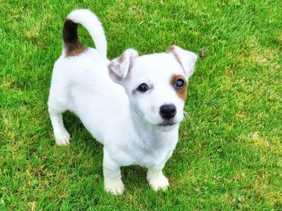 Beautiful Jack Russell puppies in Wexford