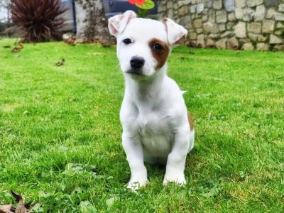 Beautiful Jack Russell puppies in Wexford