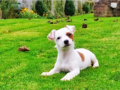 Beautiful Jack Russell puppies in Wexford