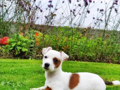 Beautiful Jack Russell puppies in Wexford