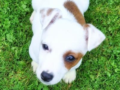 Beautiful Jack Russell puppies in Wexford