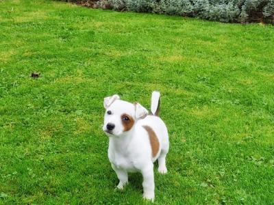 Beautiful Jack Russell puppies in Wexford