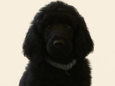 IKC Registered Standard Black Poodle puppies in Donegal. IKC health tested Parents ❤️