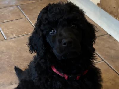 IKC Registered Standard Black Poodle puppies in Donegal. IKC health tested Parents ❤️
