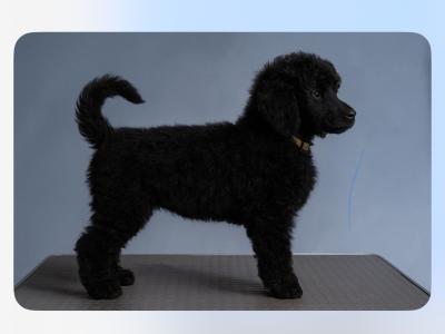 IKC Registered Standard Black Poodle puppies in Donegal. IKC health tested Parents ❤️