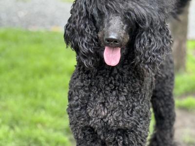 IKC Registered Standard Black Poodle puppies in Donegal. IKC health tested Parents ❤️