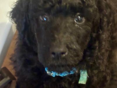 IKC Registered Standard Black Poodle puppies in Donegal. IKC health tested Parents ❤️
