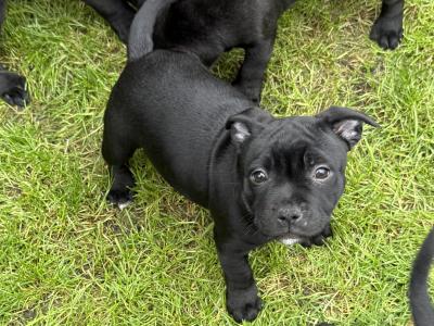 IKC Registered Staffordshire Bull Terrier puppies in Dublin