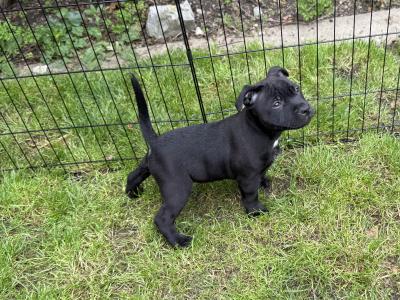 IKC Registered Staffordshire Bull Terrier puppies in Dublin