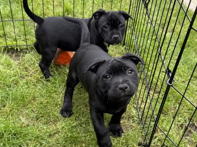 IKC Registered Staffordshire Bull Terrier puppies in Dublin