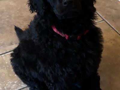 IKC Registered Standard Black Poodle puppies in Donegal. IKC health tested Parents ❤️