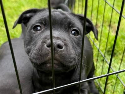 IKC Registered Staffordshire Bull Terrier puppies in Dublin