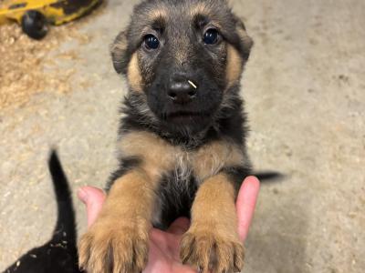IKC Registered German Shepherd puppies for sale in Laois