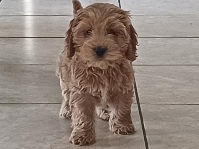 Cockapoo puppies in Sligo