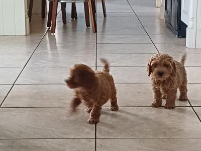 Cockapoo puppies in Sligo