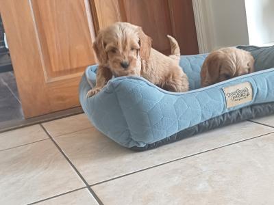 Cockapoo puppies in Sligo
