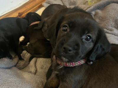 Cocker Spaniel x Terrier puppies in Galway